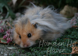 RC- Golden Umbrous Longhaired